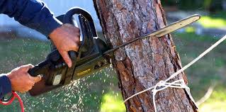 Best Tree Risk Assessment  in Forest Hills, MI