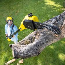 Best Tree Disease Treatment  in Forest Hills, MI