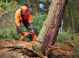 Best Seasonal Cleanup (Spring/Fall)  in Forest Hills, MI