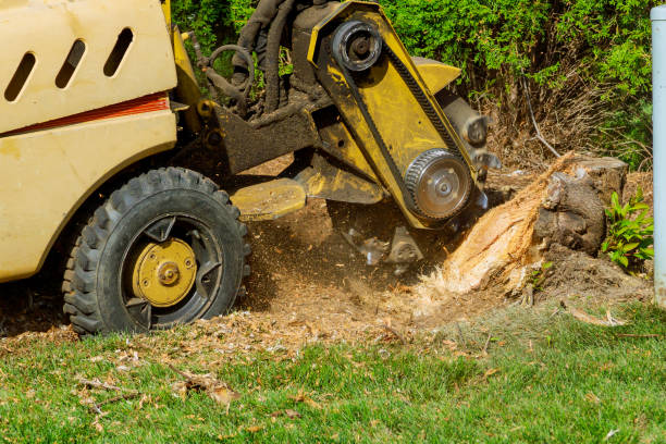 Best Sod Installation  in Forest Hills, MI