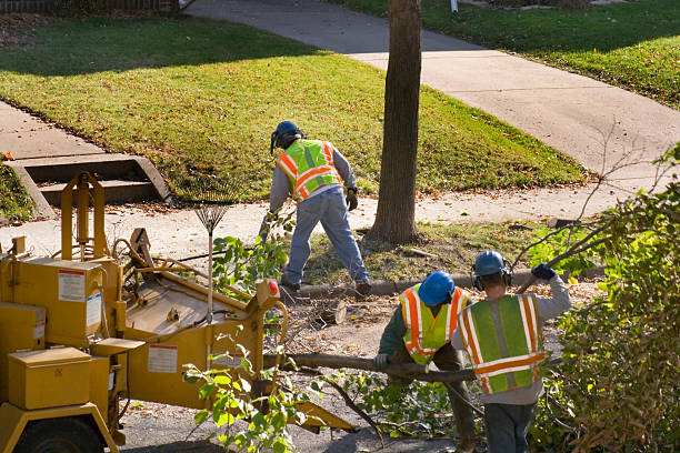 Best Tree Cabling and Bracing  in Forest Hills, MI