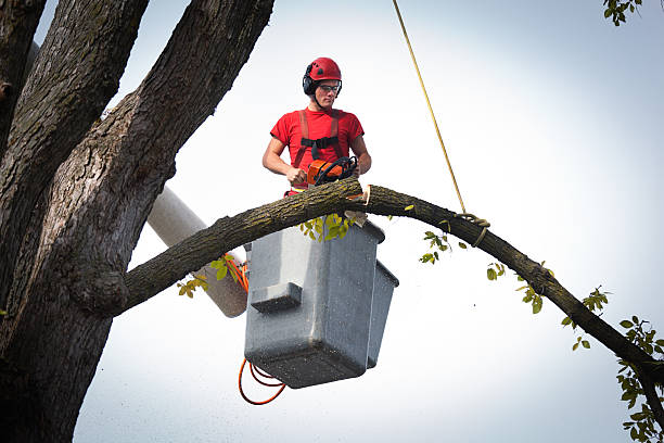 Best Arborist Consultation Services  in Forest Hills, MI