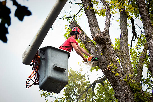 Best Weed Control  in Forest Hills, MI